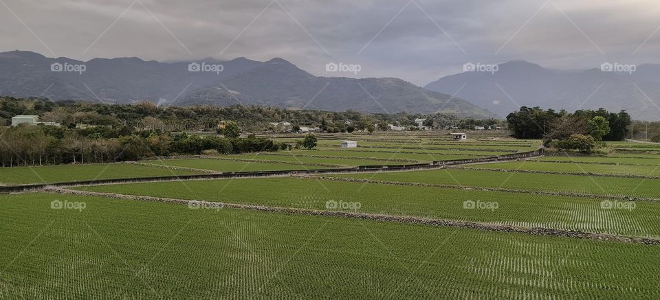 Rice fields in Luye Township, Taitung County