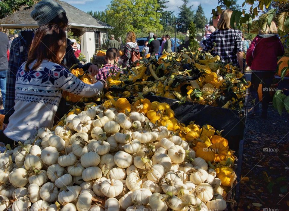 Fall festival 