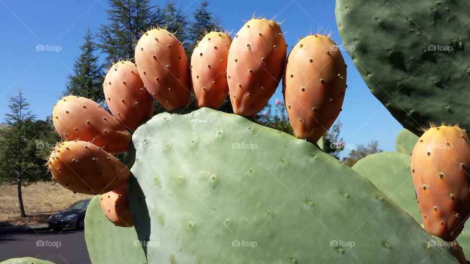 cactus fruits
