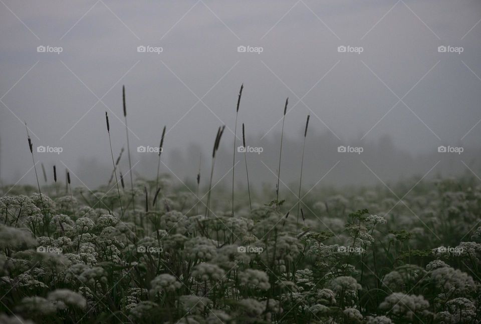 Summer misty night