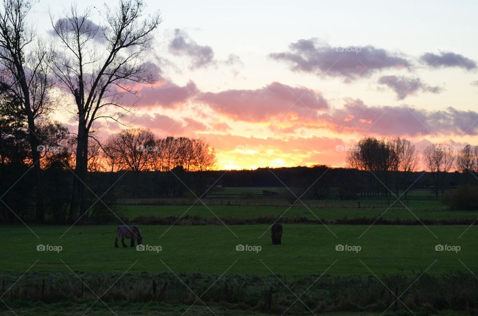 Sunset horses.