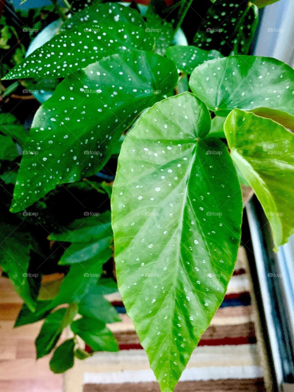 Big leaves 