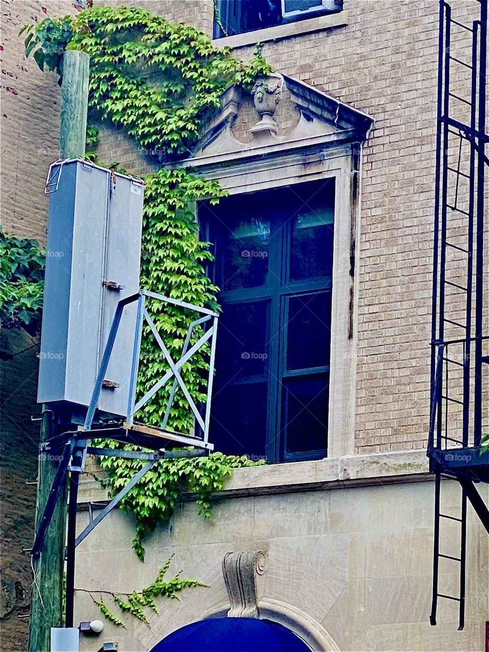 This is a second story window of a building on „Waverly Av“ and „Fulton St“ in „Clinton Hill“, Brooklyn with ivy growing around it and over onto the adjacent building. 2023. Hypnotic Productions