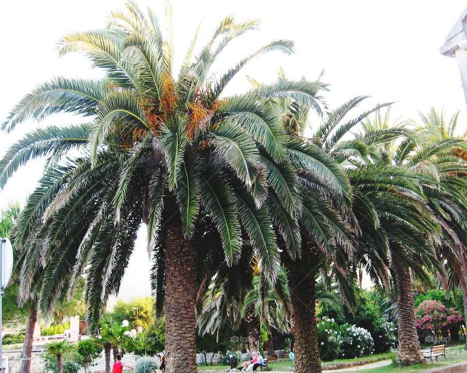 Palm trees
