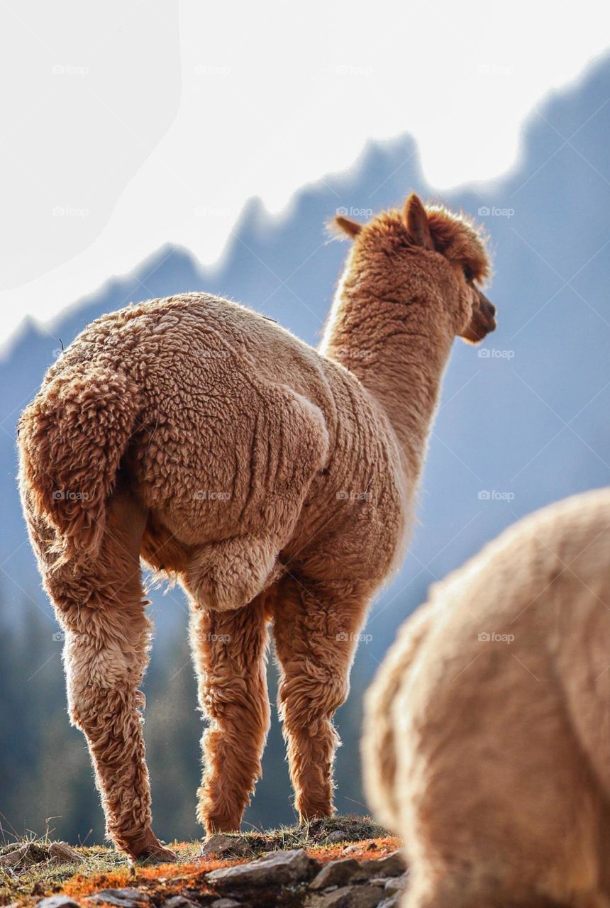 lama in the mountains
