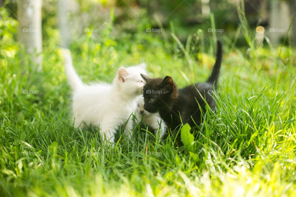 Tenderness photo of pet, cuteness cats