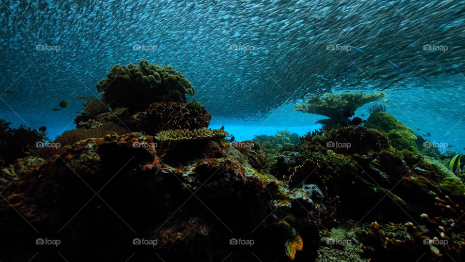 Snorkeling nella barriera corallina