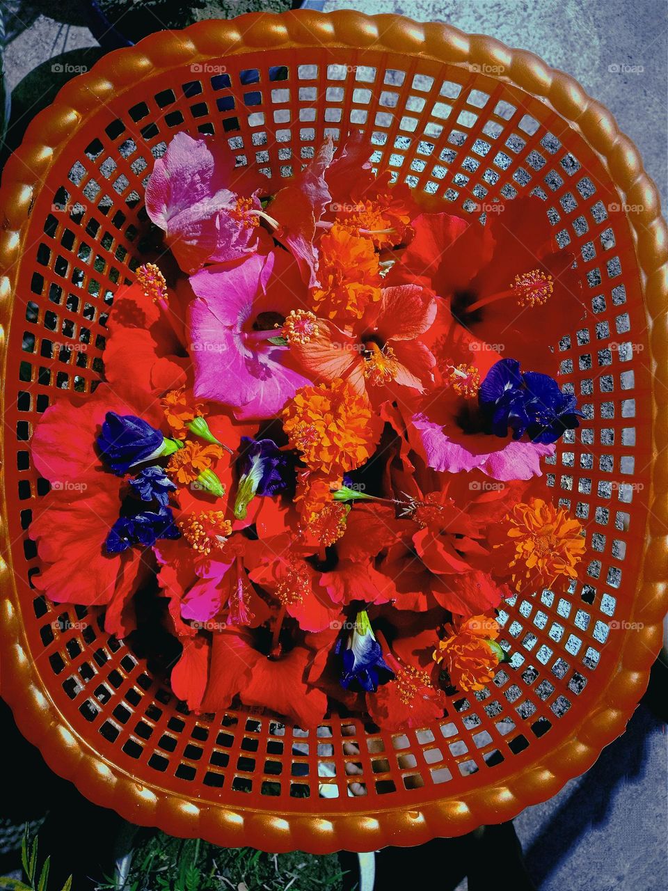 beautiful flowers in a basket