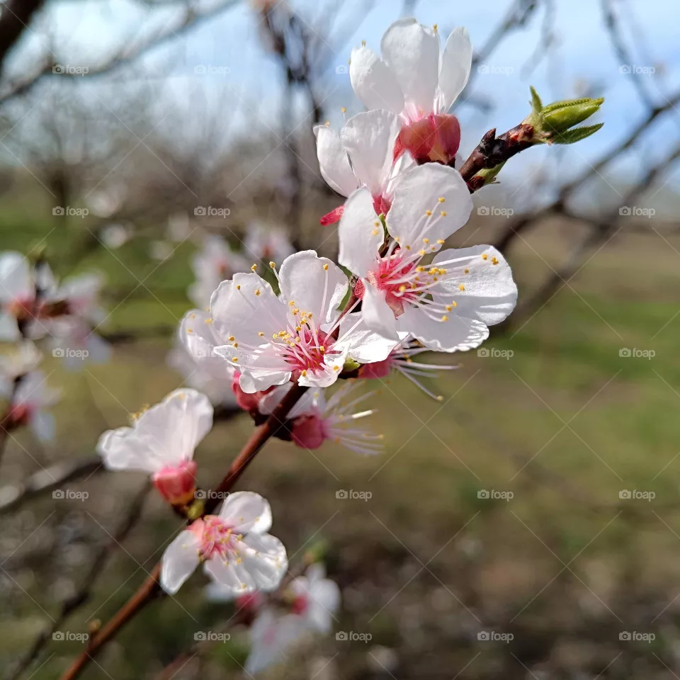 Blooming apricot branch