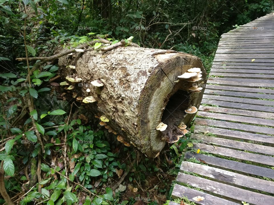 Log with Wild Mushrooms