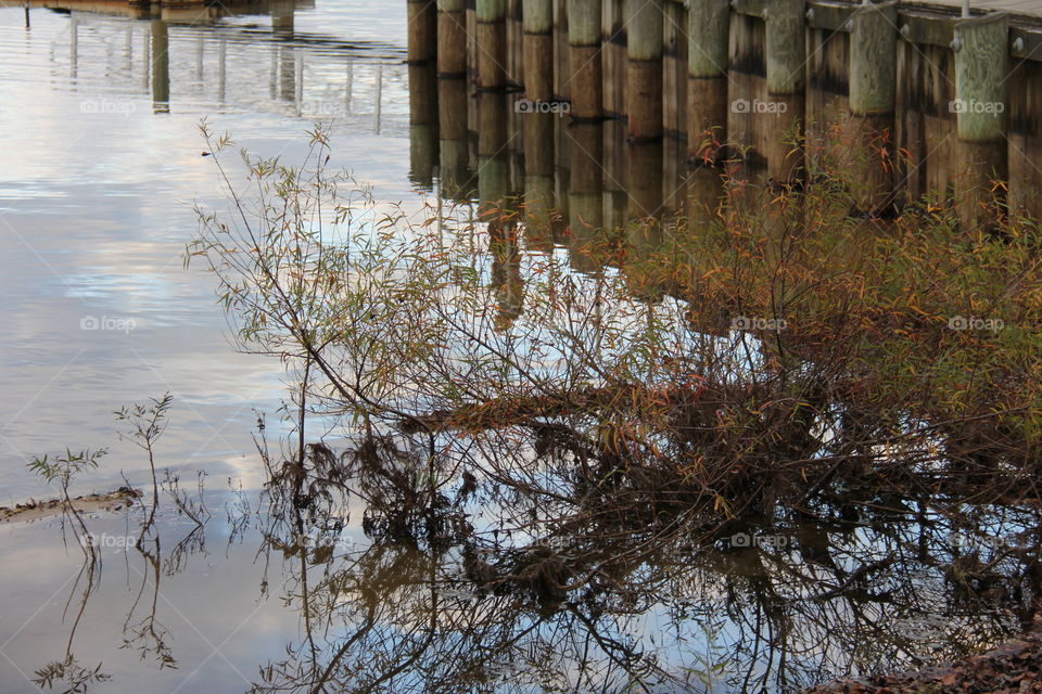 Tree and pier reflection
