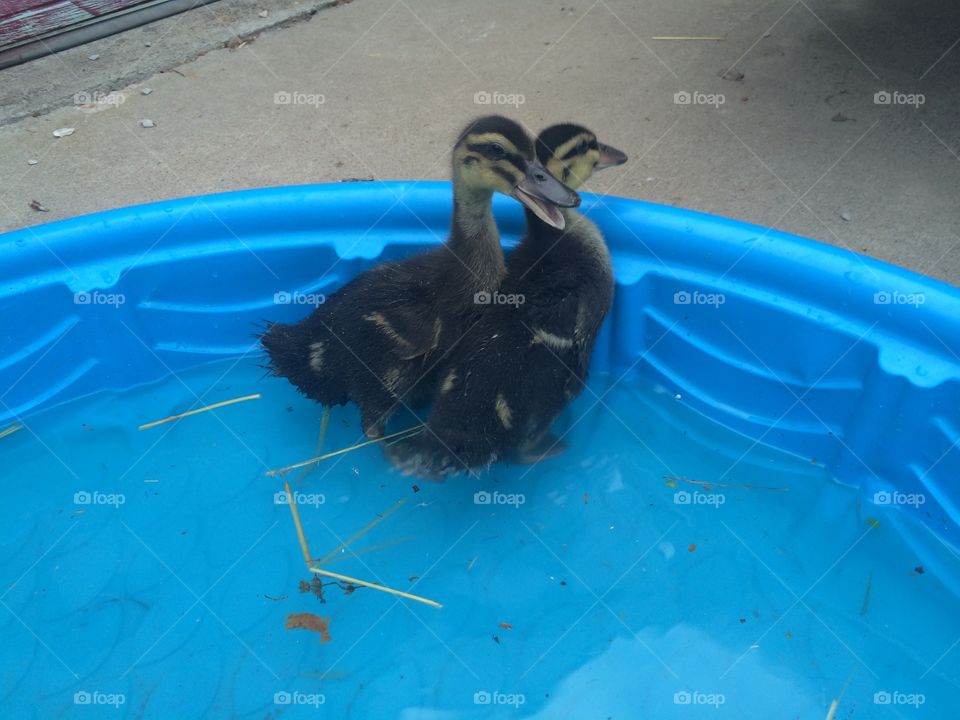 Baby ducks in a baby pool 