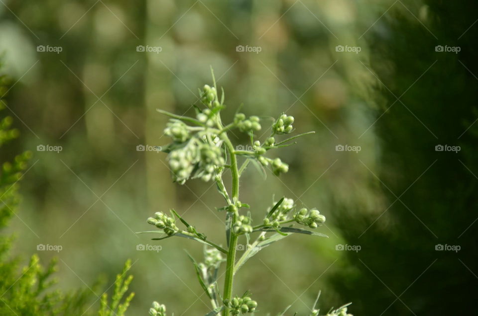 Leaf, Flora, Nature, No Person, Garden