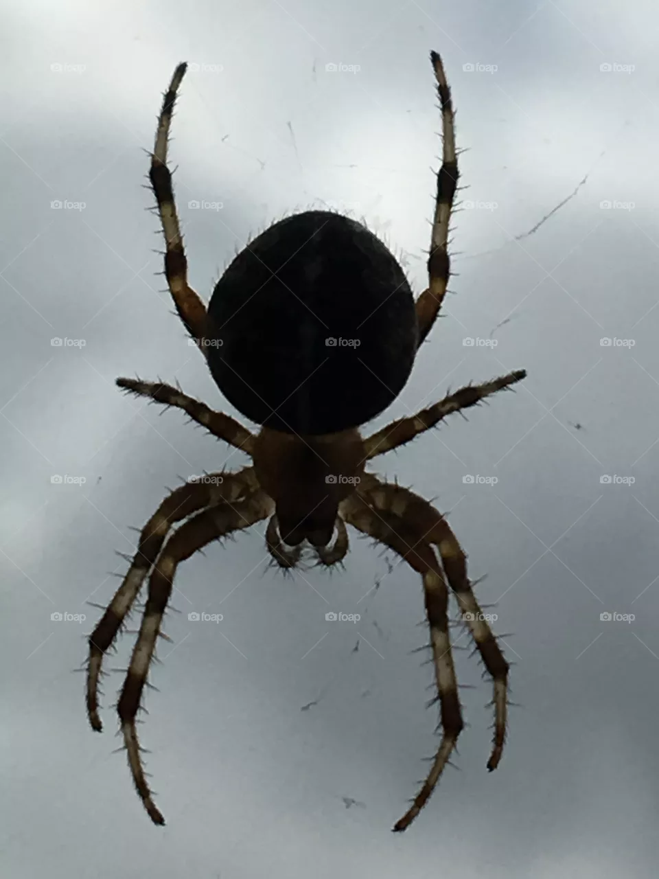 Spiders 🕷 