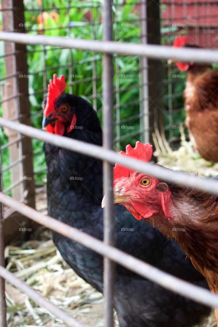Brown hens with red combs peering through the openings of a wire enclosure 