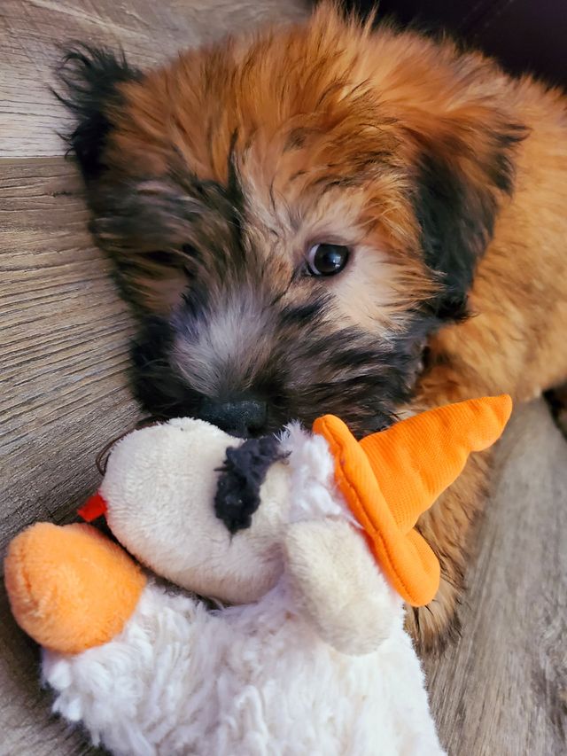 Our adorable soft coated wheaten puppy Daisy