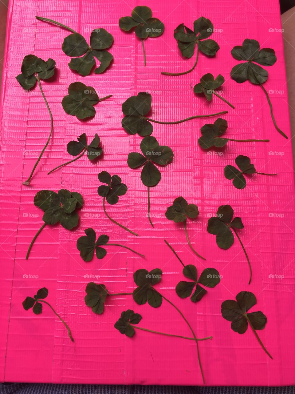 Lucky Clovers. Pink background 
