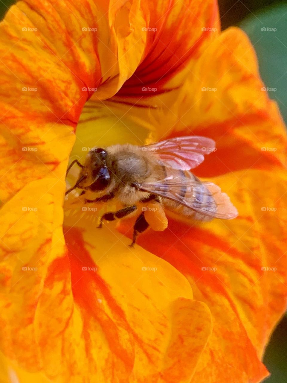 Bee inside nasturtium flower 