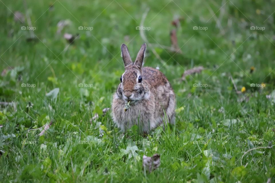 Easter bunny holding dandelion 