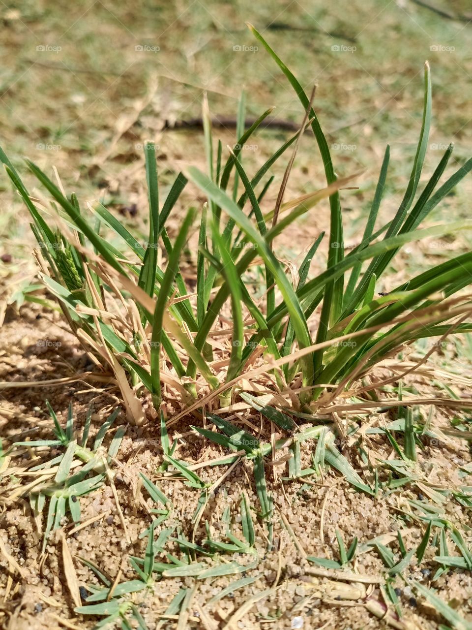 River side of water // water and sandy // grass, sandy of water