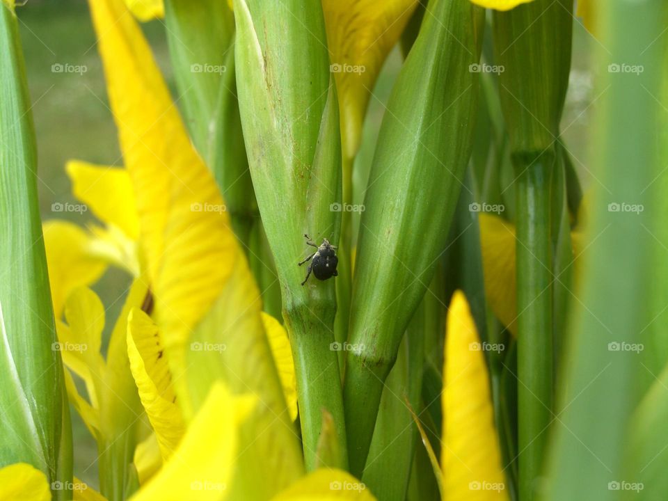 Lirios Iris pseudacorus