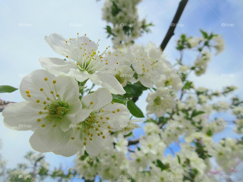 beautiful cherry blossom