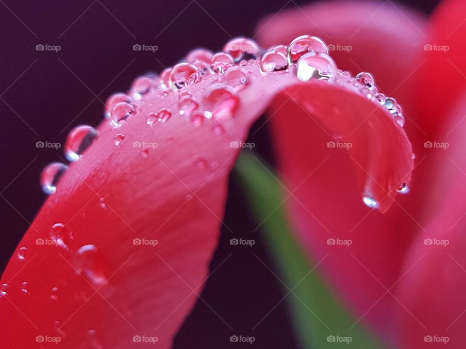 Raindrops on tulip petal