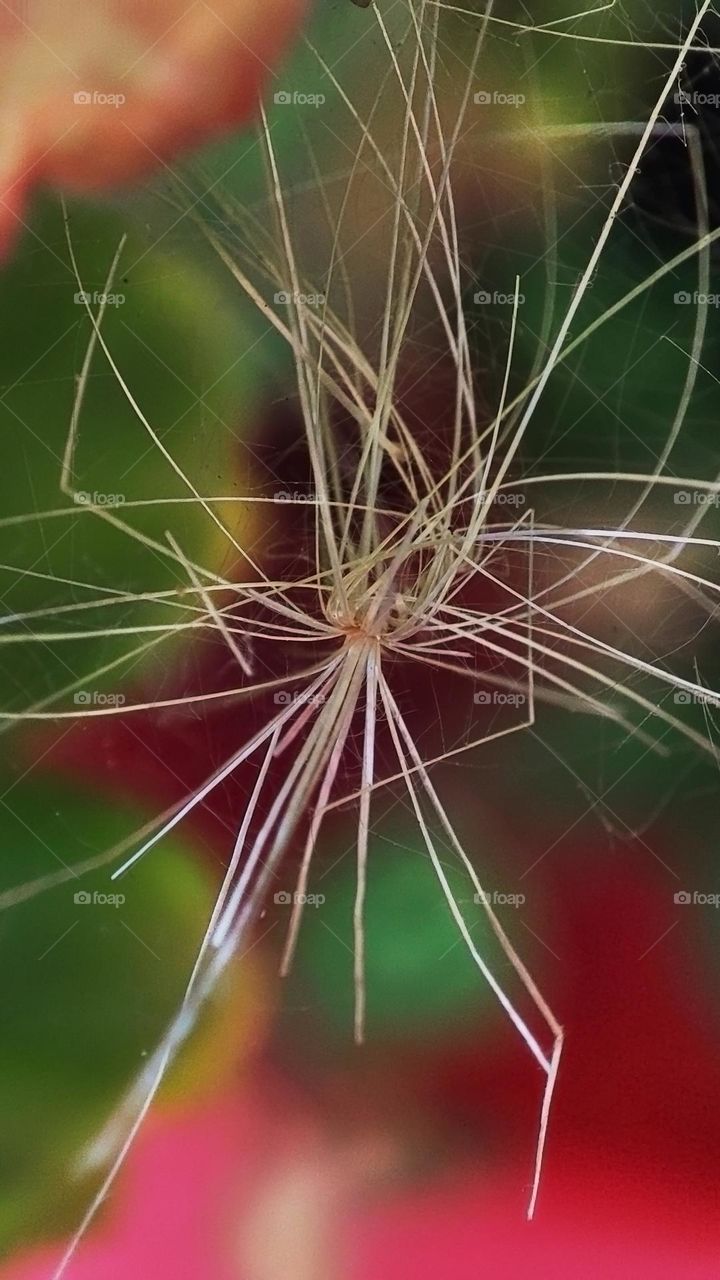 Macro photo of green grass growing in the garden