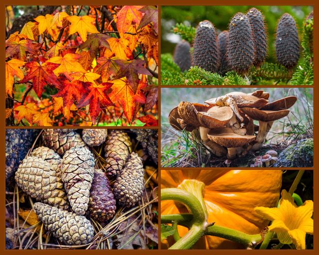 Autumn montage - leaves, mushrooms, pine cones, pumpkins. All images available individually upon request.