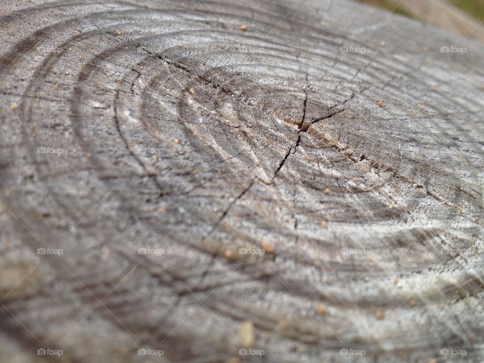 Tree Rings