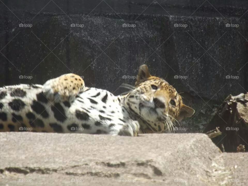 jaguar at naptime