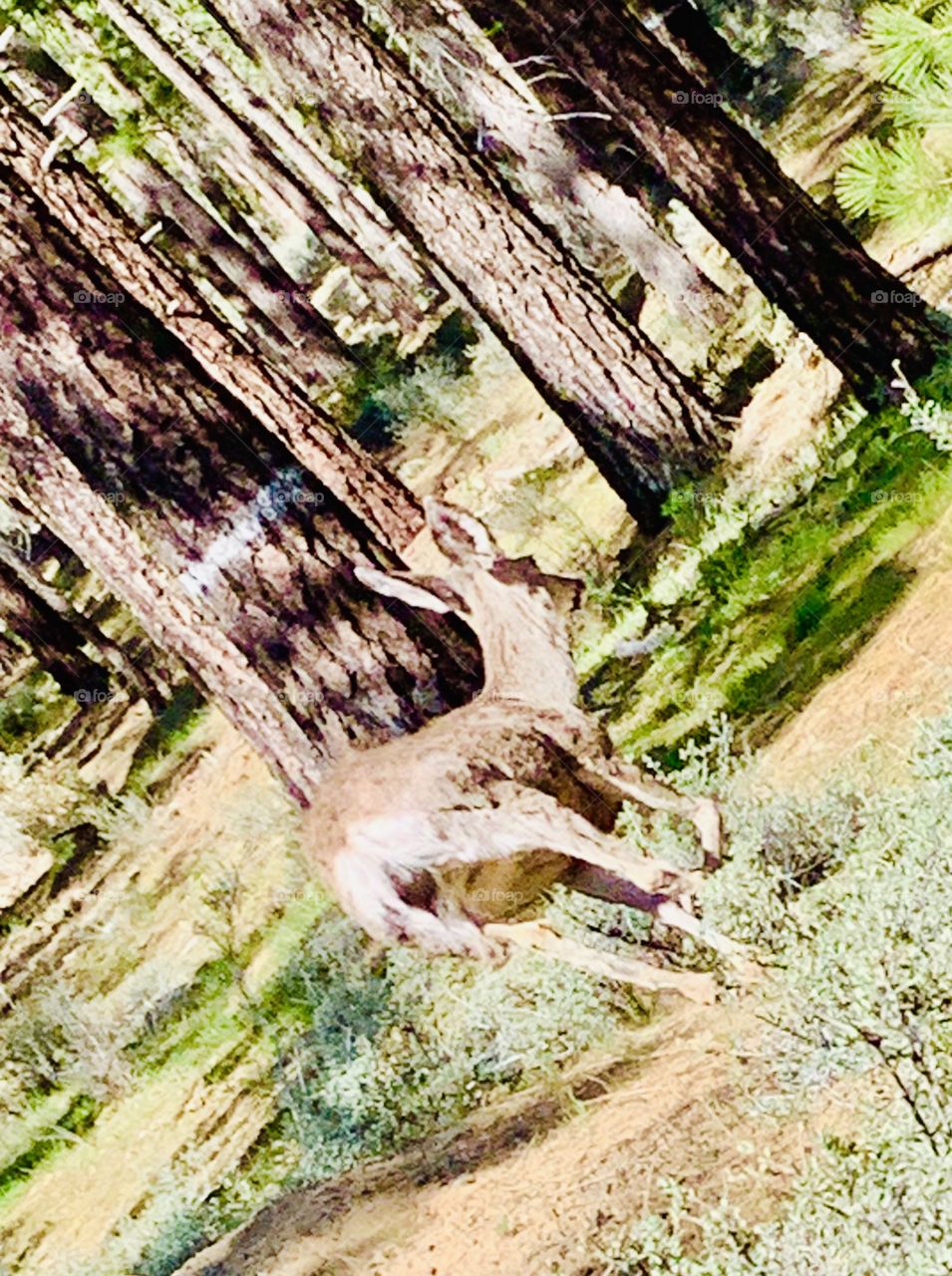 Running deer