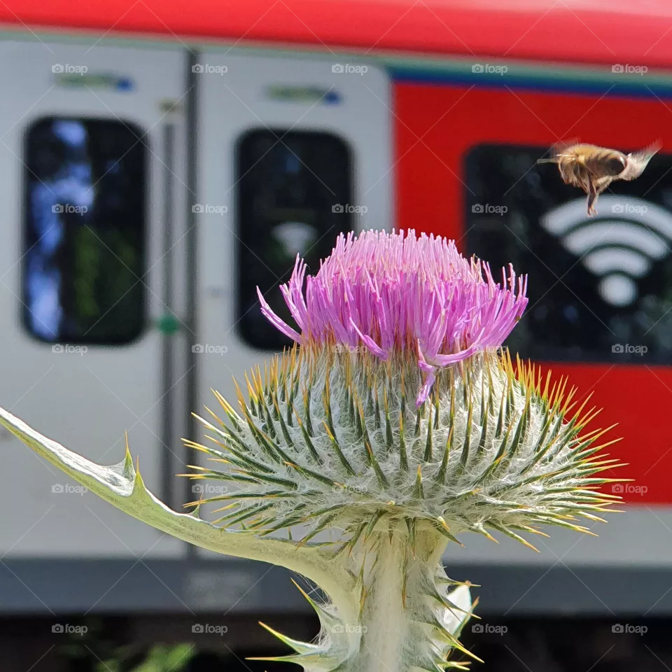 Bee Flower Train