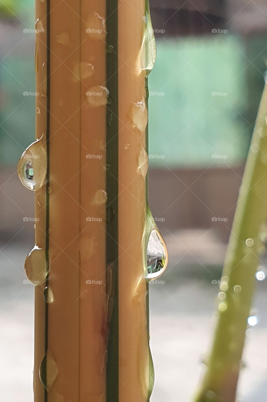 wet bamboo