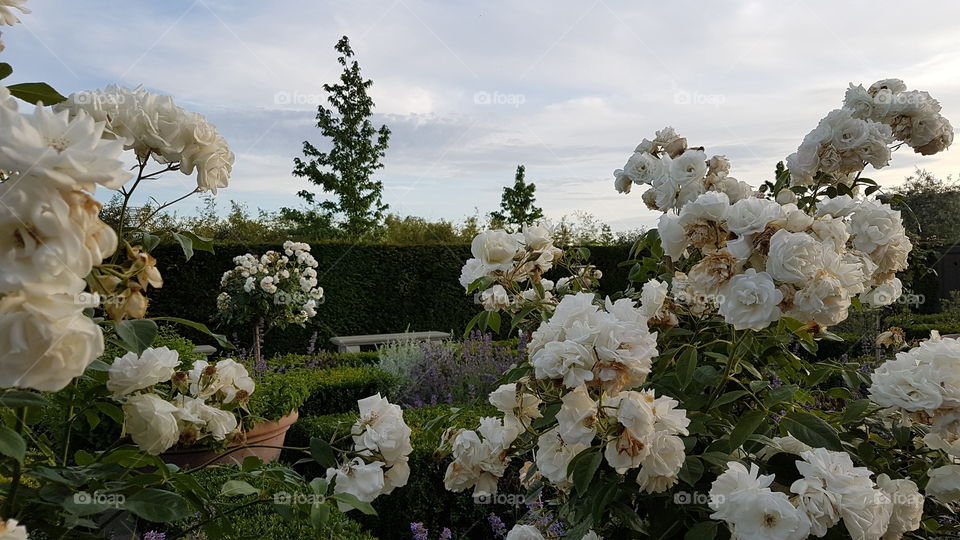 Beautiful white roses in a garden among the several gardens at "Garten der Welt" (Gardens of the World). Berlin. Germany.