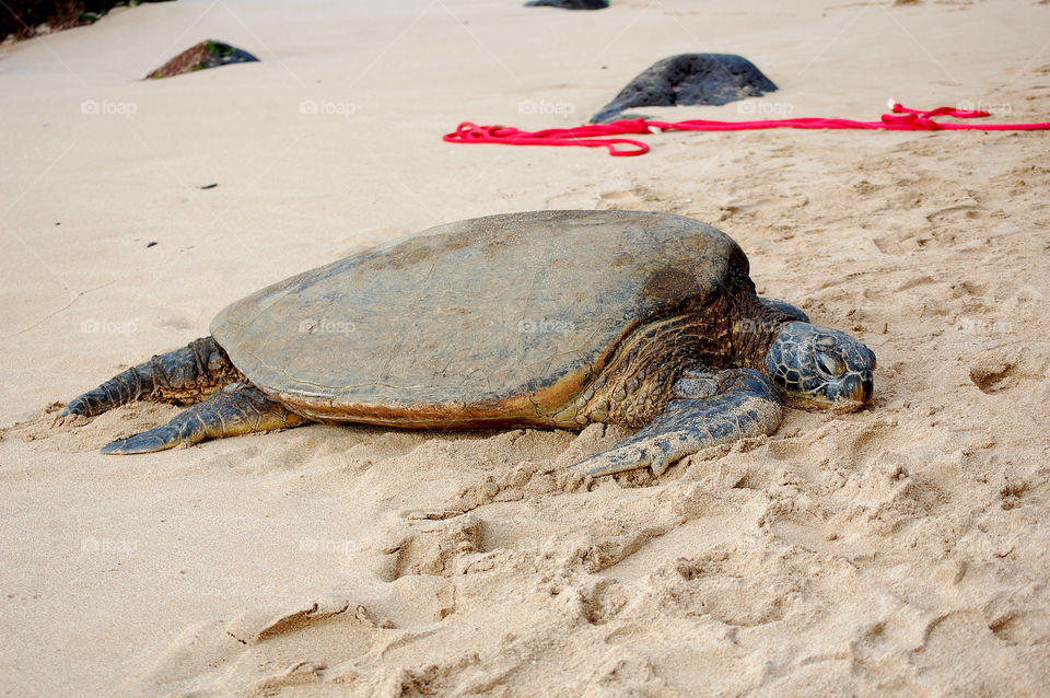 Protected sea turtle on the beach 