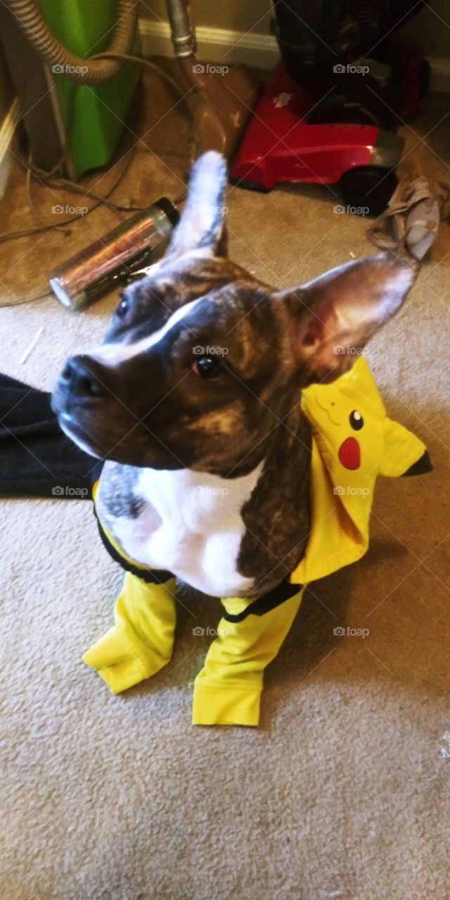 kamber the pit is pikachu for her walk