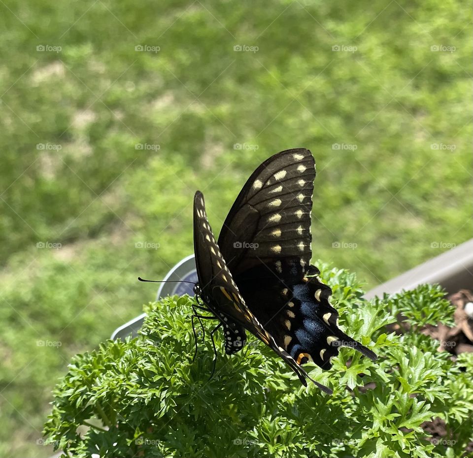 Butterfly And Parsley
