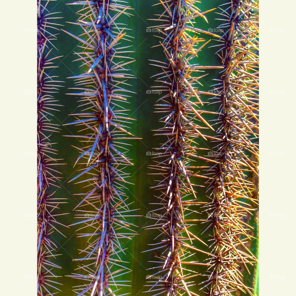 Prickly. Desert plants