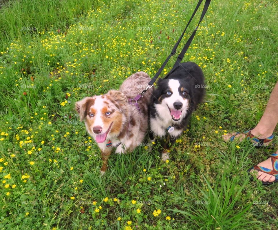 Two dogs on a walk through the spring flowers.