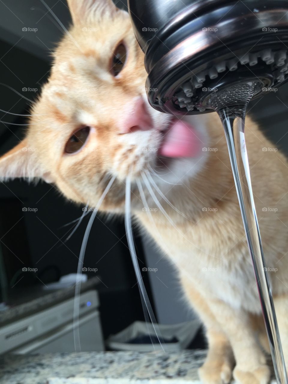 Thirst . Cat drinking from faucet
