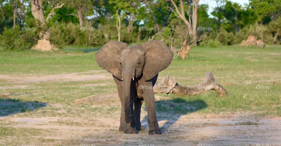 Baby elephant mock charging in northern Thuli Reserve Botswana 