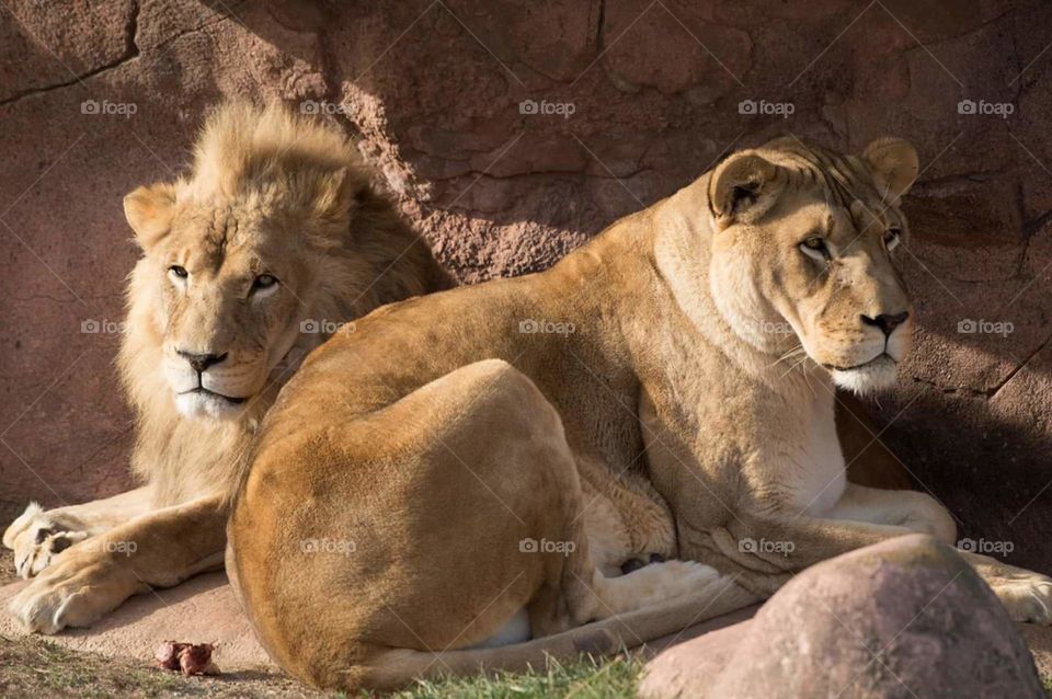 mama and papa lion chilling