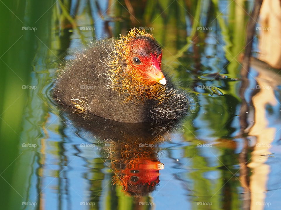 Coot’s youngster
