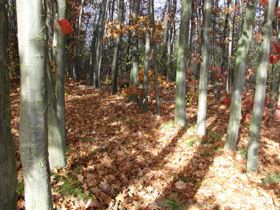 Autumn in the forest