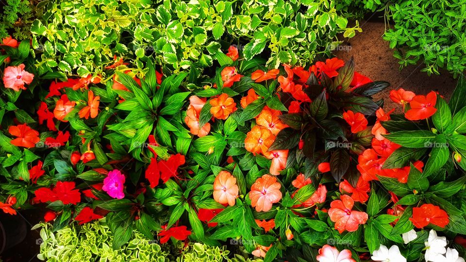 Flowers and green plant, floral,garden,plant,flowers,flower,Green,gardening,red,Orange,pink,botany,petal,colorful,blossom,blooming,season,spring,summer,nature,landscape