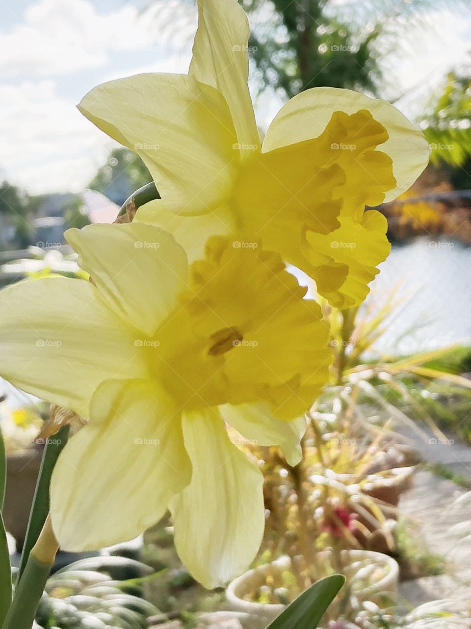 Holden daffodil blooms