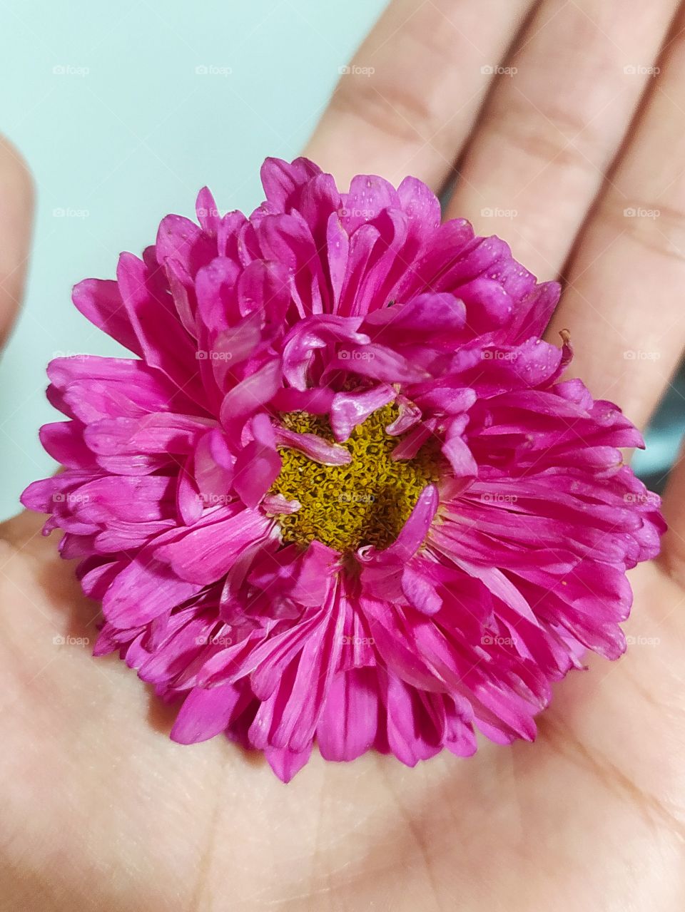 Shevanti Flower shows beautifulness on camera