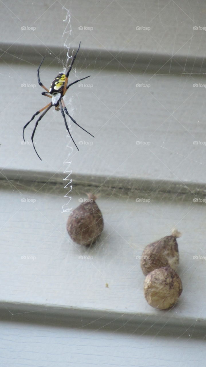 garden spider with egg sacks