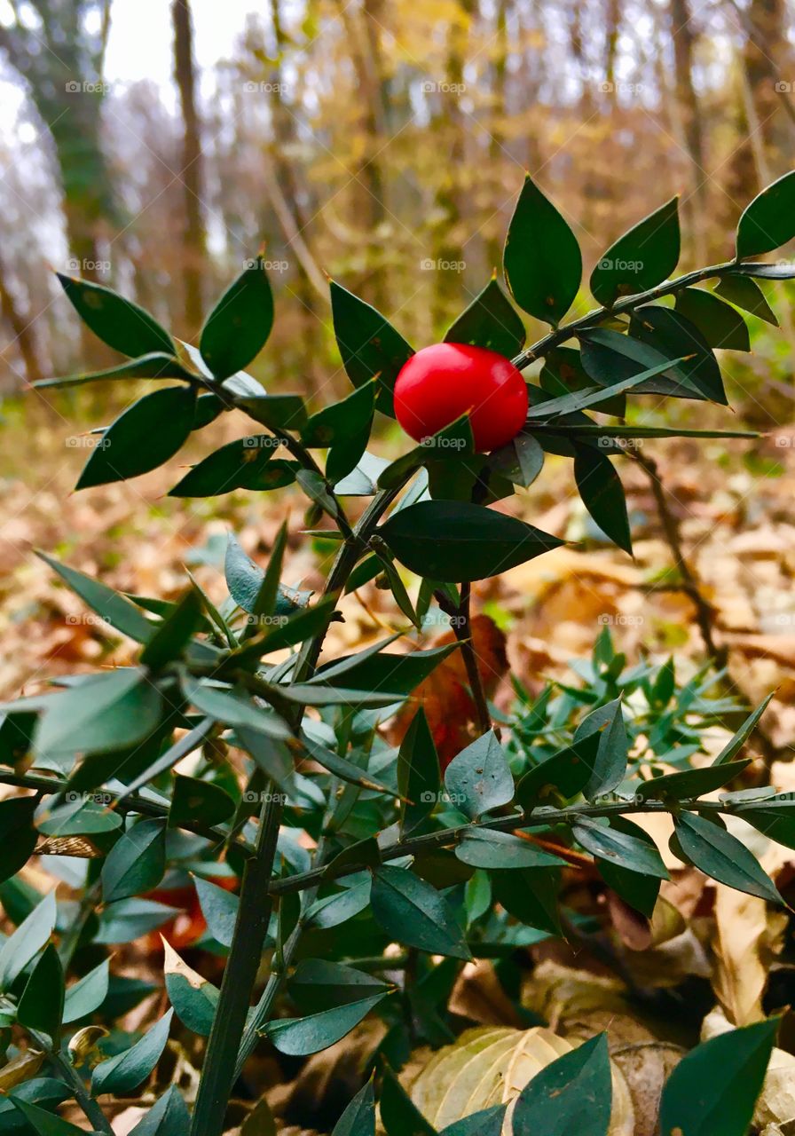 butcher’s broom  plant with fruit in winter